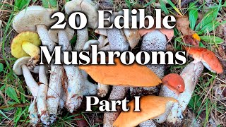 20 Edible Mushrooms I Can Identify Without Mistake Part I [upl. by Ive293]