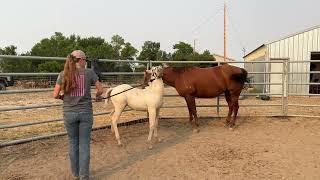 2024 palomino roan stud colt MT LIGHTNING [upl. by Nomyaw969]