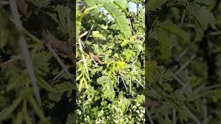 Its Acacia nilotica Babool🌿🌿🎋🎋🌳🌳 nature farming trees Babool Acacia nilotica greenery [upl. by Wren]