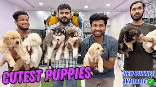 SHOW QUALITY PUPPIES SPECIAL 🐕‍🦺 BEST PRICE CHEAPEST PET SHOP  PURE BREED DOGS IN HYD [upl. by Palua]