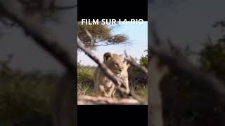 explore film france filmcomplet leroilion movie [upl. by Elisha]