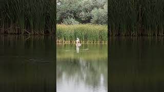 American White Pelican at Fountain Creek [upl. by Koralie]