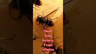 VESPA VELUTINA SMALL ASIAN HORNET DANGEROUS INVASIVE SPECIES Vespidae Wasps [upl. by Ynolem950]