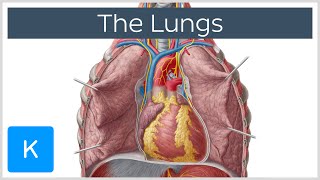 Lungs Definition Location amp Structure  Human Anatomy  Kenhub [upl. by Elocon]