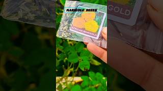 Marigold seeds growth🪴🌼🌞shortvideo trendingshorts ytshortsindia  marigold seeds [upl. by Kaya81]