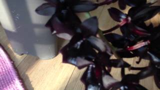 Monnierara Millennium Magic Witchcraft Black Orchid in Bloom [upl. by Bunker136]