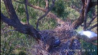 Lets get to know each other Seaglets have a visitor SeaEagleCAM4 Live Stream 24102024 0814 [upl. by Lezlie]