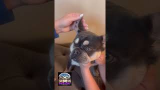 How to get your French Bulldogs ears to stand [upl. by Ruffo701]