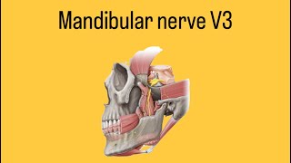 Mandibular nerve V3 part 1 [upl. by Odraude711]