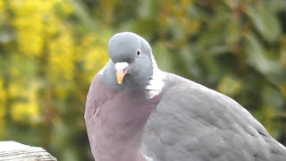 Wood Pigeon call [upl. by Spearman]