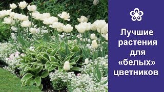 ❀ Лучшие растения для «белых» цветников [upl. by Gnouhc]