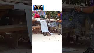 CROCODILE ATTACKS🐊 sleeping dog reaction 😲 [upl. by Bor]