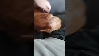 Dog experiencing tonicclonic grand mal seizure [upl. by Borras716]