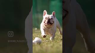 Let’s Get Fly Ch Iceman is OFA CHIC Normal French Bulldog [upl. by Hsitirb241]