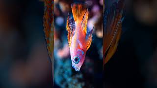 Pseudanthias hypselosoma slowly swims through the ocean [upl. by Hazelton]