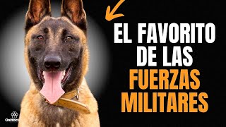 PASTOR BELGA MALINOIS 9 COSAS QUE DEBES SABER [upl. by Anawik]