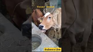 guru dikhao short shortvideo gurudikhao bologuru kalaguru cow cowsound amba gorurvideo [upl. by Jemy]