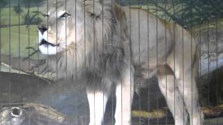 King of the Jungle Roars at Lincoln Park Zoo [upl. by Waal731]