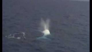 Migaloo  Albino Humpback Whale on The Great Barrier Reef [upl. by Aillemac]