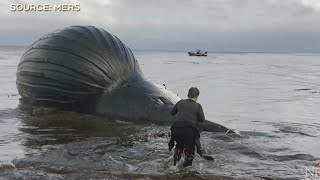 Bloated dead whale named Spike washes ashore on British Columbia beach [upl. by Levi]