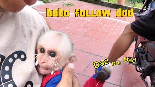 bobo follow dad [upl. by Ahsieken407]