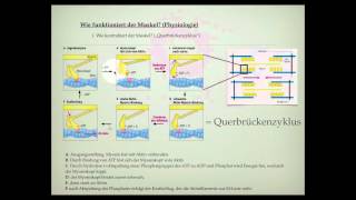 Wie ist der Muskel aufgebaut [upl. by Leikeze]