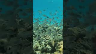 Bait fish maldives fish beac beach shark maldivies fishing maldivian vacation travel tuna [upl. by Morrill267]