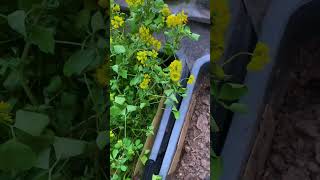 Blooming flowers on my terrace flowering plants [upl. by Farwell]