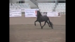 Sjoerd Friesian Stallion Liberty IFSHA MultiChampion [upl. by Sharona]