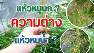 ต้นแห้วหมูน้ำCyperus helferiต่างกับแห้วหมูบกยังไงCyperus helferi [upl. by Ingold333]