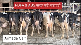 PDFA ਤੇ ABS Stryker ਗਾਂਵਾਂ ਬਾਰੇ ਜਾਣਕਾਰੀ  Bassi Dairy Farm  Punjab [upl. by Warren697]