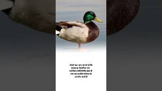 Duck scientific name shorts agriculture knowledge facts [upl. by Netsew]