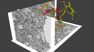 Segmentation and 3D reconstruction of FIBSEM datasets [upl. by Nnylanna]