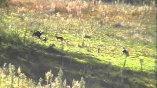 Fox meets Wedge tailed eagles [upl. by Peri]