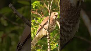 サシバの鳴き声 shorts Greyfaced buzzard call Butastore poiana facciagrigia richiamo Butastur indicus [upl. by Adnim604]