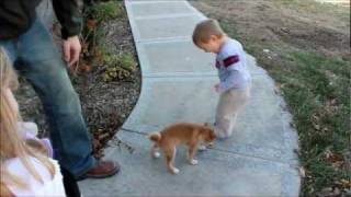 WE GET A NEW DOG GIDEONS FIRST VIDEO  SHIBA INU [upl. by Knuth]