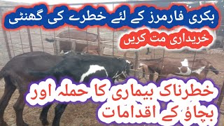 489Sudden death in GoatsSevere Attack on Goats [upl. by Htirehc]