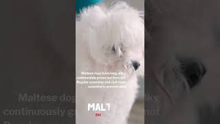 🐕‍🦺💕The 5 Best Hypoallergenic Dog Breeds 🐩🌈 [upl. by Oiluig]