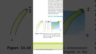 Plant growth and development figure 1310 coleoptile is source of auxin [upl. by Finny]