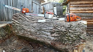 5 Foot poplar 81cc 85cc and 89cc pro chainsaws Husqvarna 385xp 281xpg Stihl 051 [upl. by Duahsar]