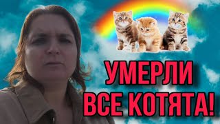 ШОК УМЕРЛИ ВСЕ КОТЯТА VREDINA LIFE VREDINA LIFE ОБЗОР [upl. by Reggie529]