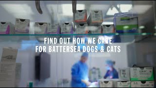 Were all in for them  How We Care for Battersea Dogs and Cats [upl. by Kester]