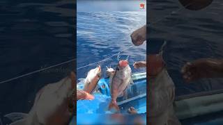 Catching Plenty of Rosy Snapper in the Deep Sea fishing fishingvideo oceanfishing [upl. by Erreit]