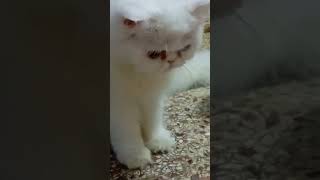 Cute cat cats cutecat cuteanimals funnnyvideo [upl. by Eivets]