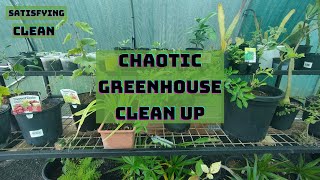 Green House Clean Up gardening project satisfying cleaning [upl. by Yelrak]