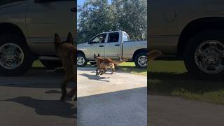 Dogs Stop Truck Thief smartdog belgianmalinois dog [upl. by Bibah312]