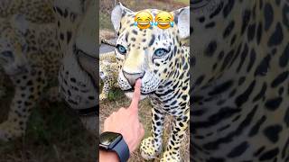 Aaj dekha Asli tiger 😱😂l tiger ki naak me dum kar diya l shorts youtubeshorts minivlog funny [upl. by Rudd561]