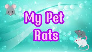 My Pet Rats 096 [upl. by Imuya]