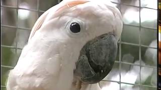 Cockatoos  Care and Breeding  Part 1 Full [upl. by Anauqed883]