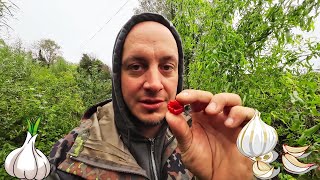 Picking Giant Elephant Garlic Forest Garden Foraging [upl. by Erdah]